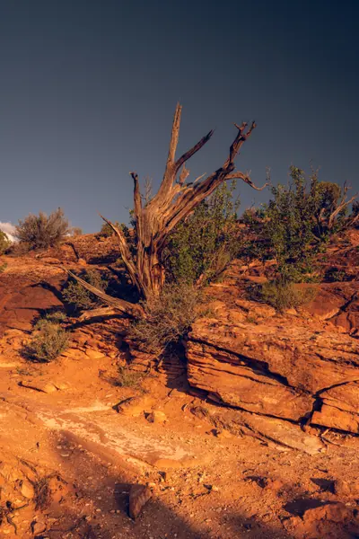 Juniper at Golden Hour, Arches