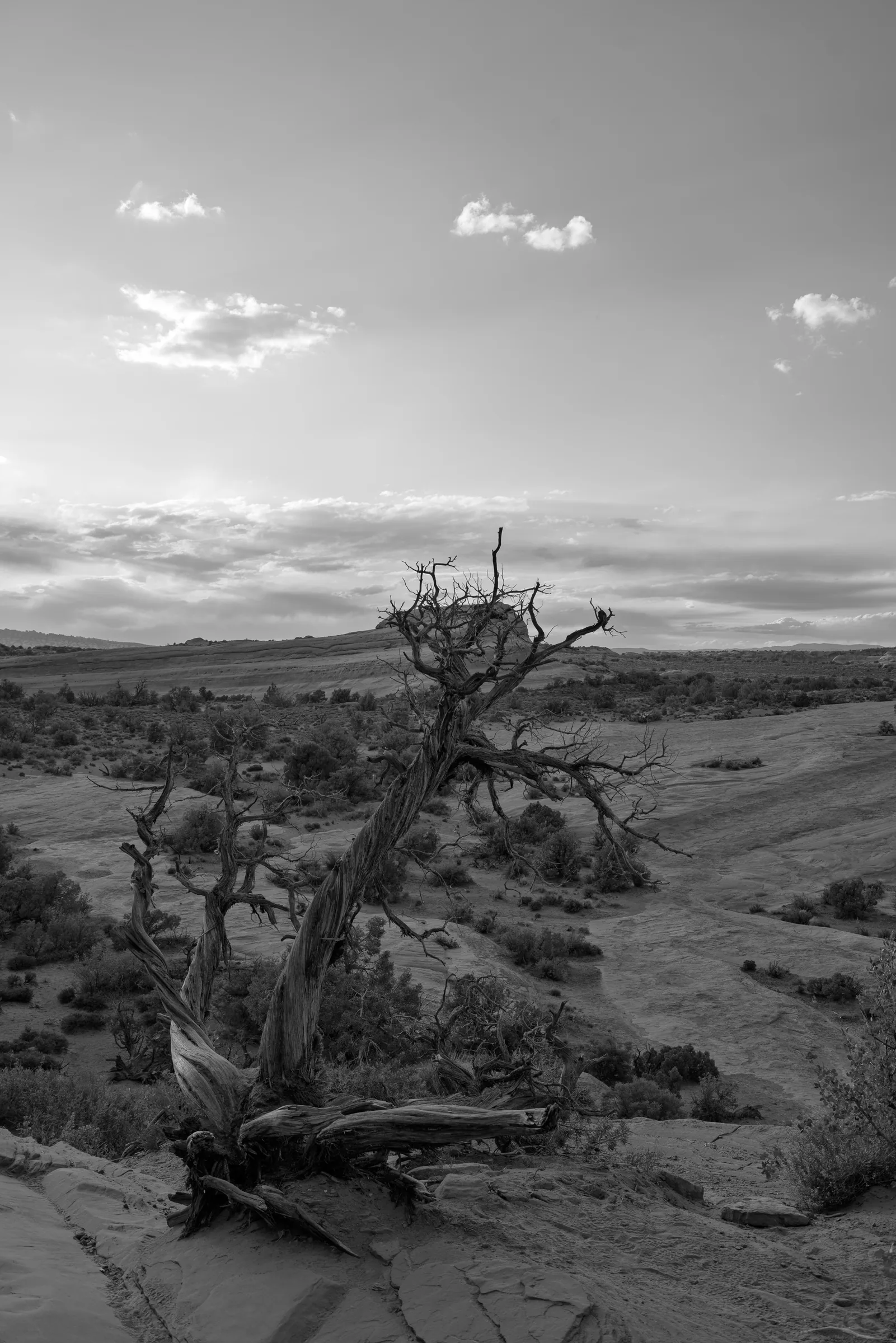 Juniper in Black and White, Arches