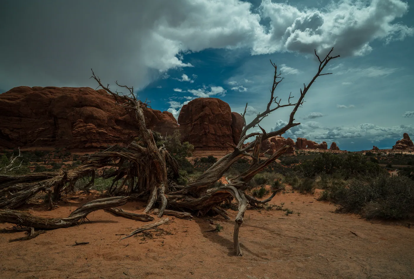 Fallen Juniper, Arches