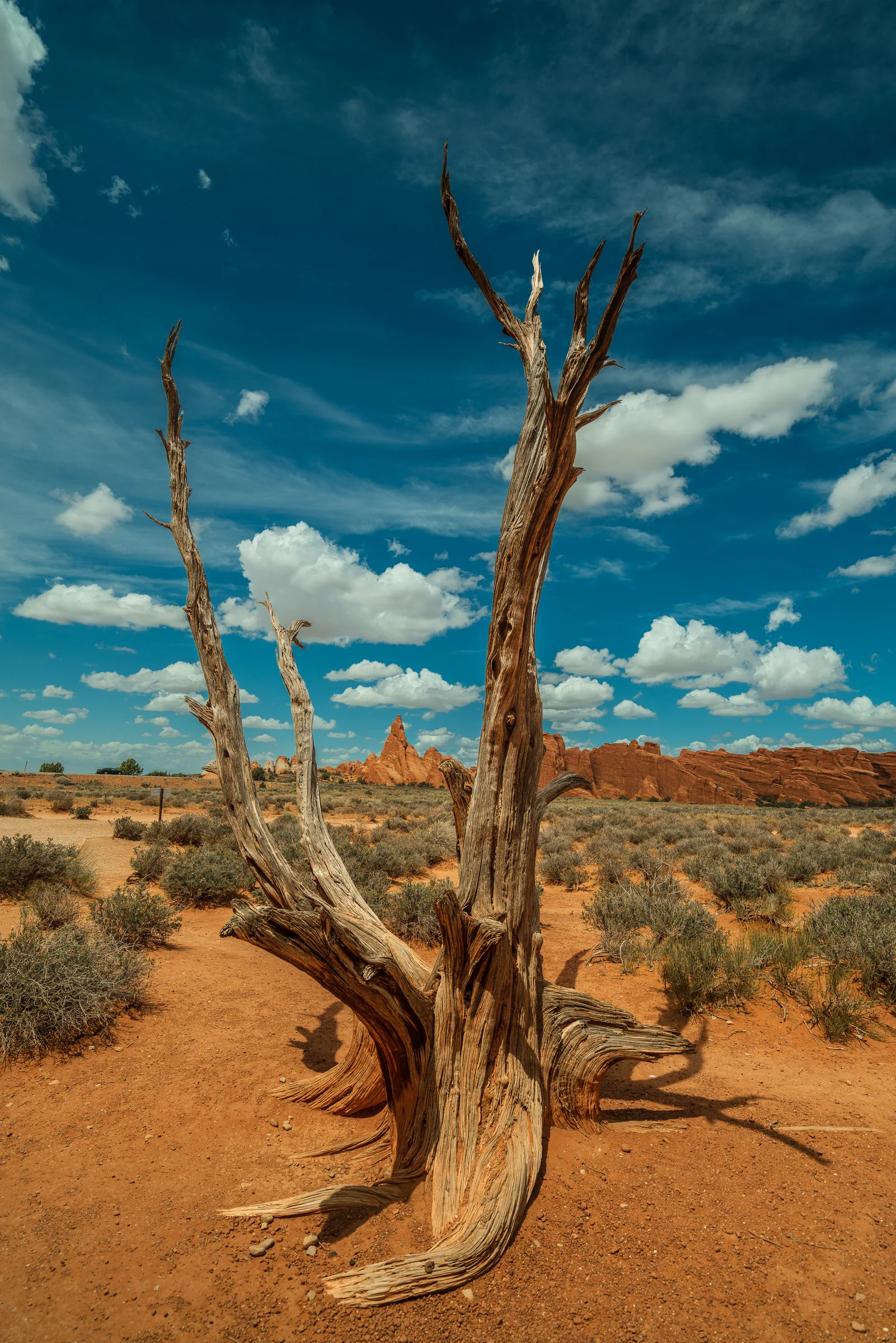 Juniper Sentinel, Arches
