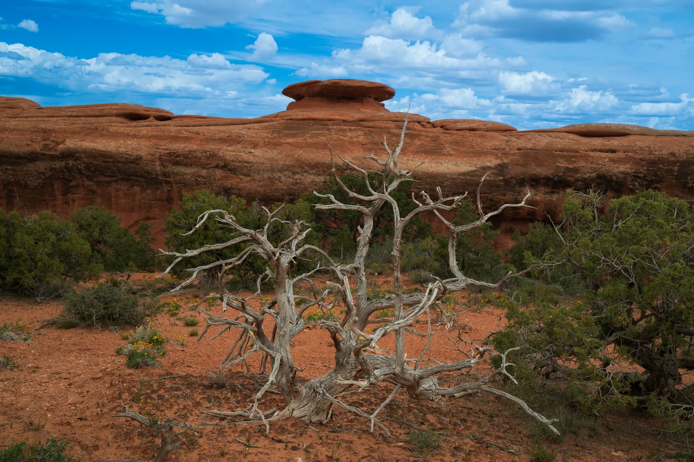 Juniper and Cap Rock, Arches