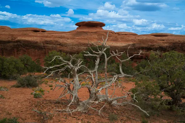 Juniper and Cap Rock, Arches