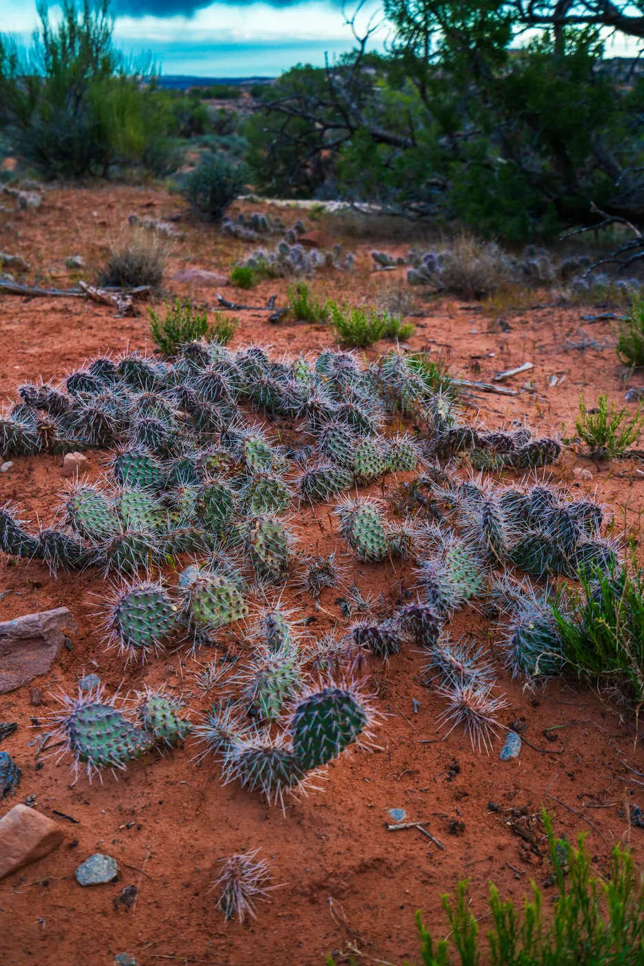 Prickly Pear, Canyonlands