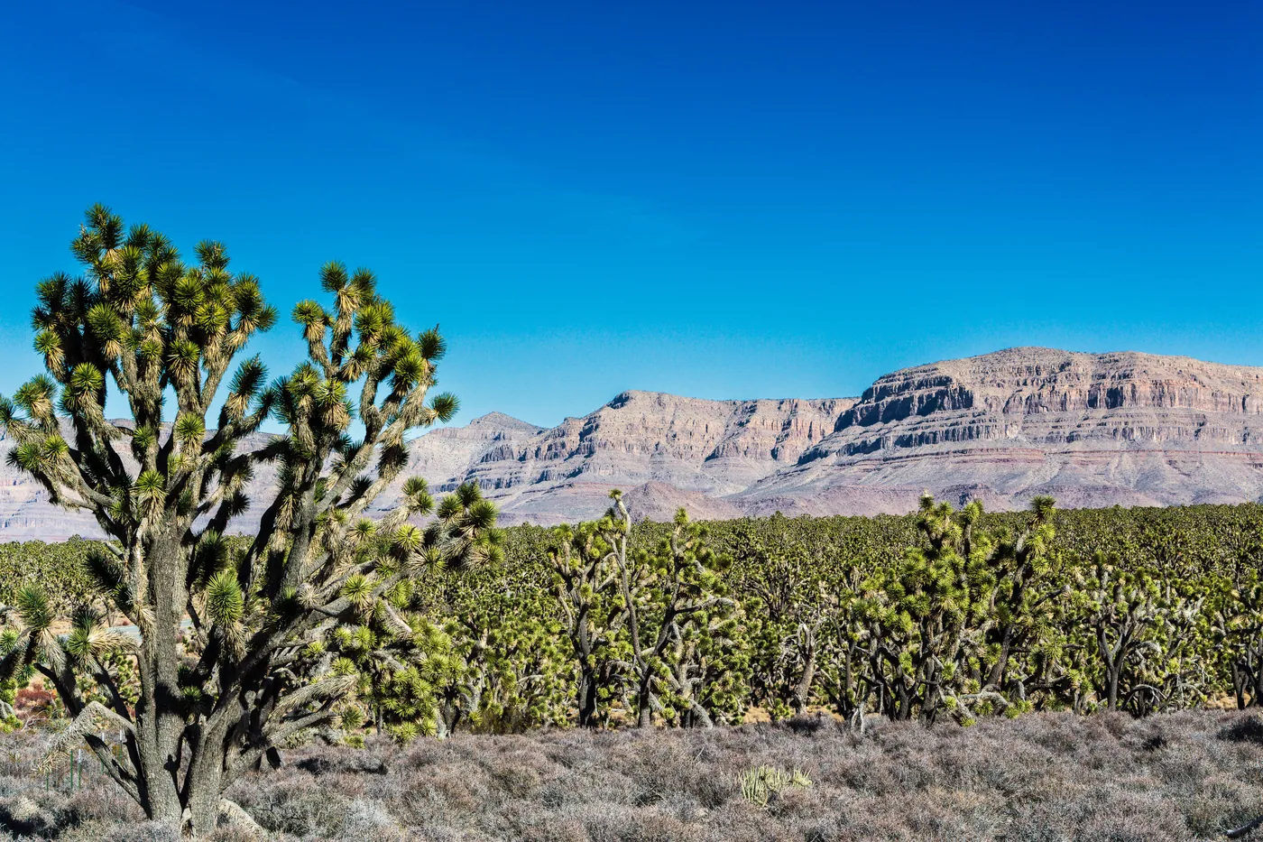 Joshua Tree Forest, Grand Canyon