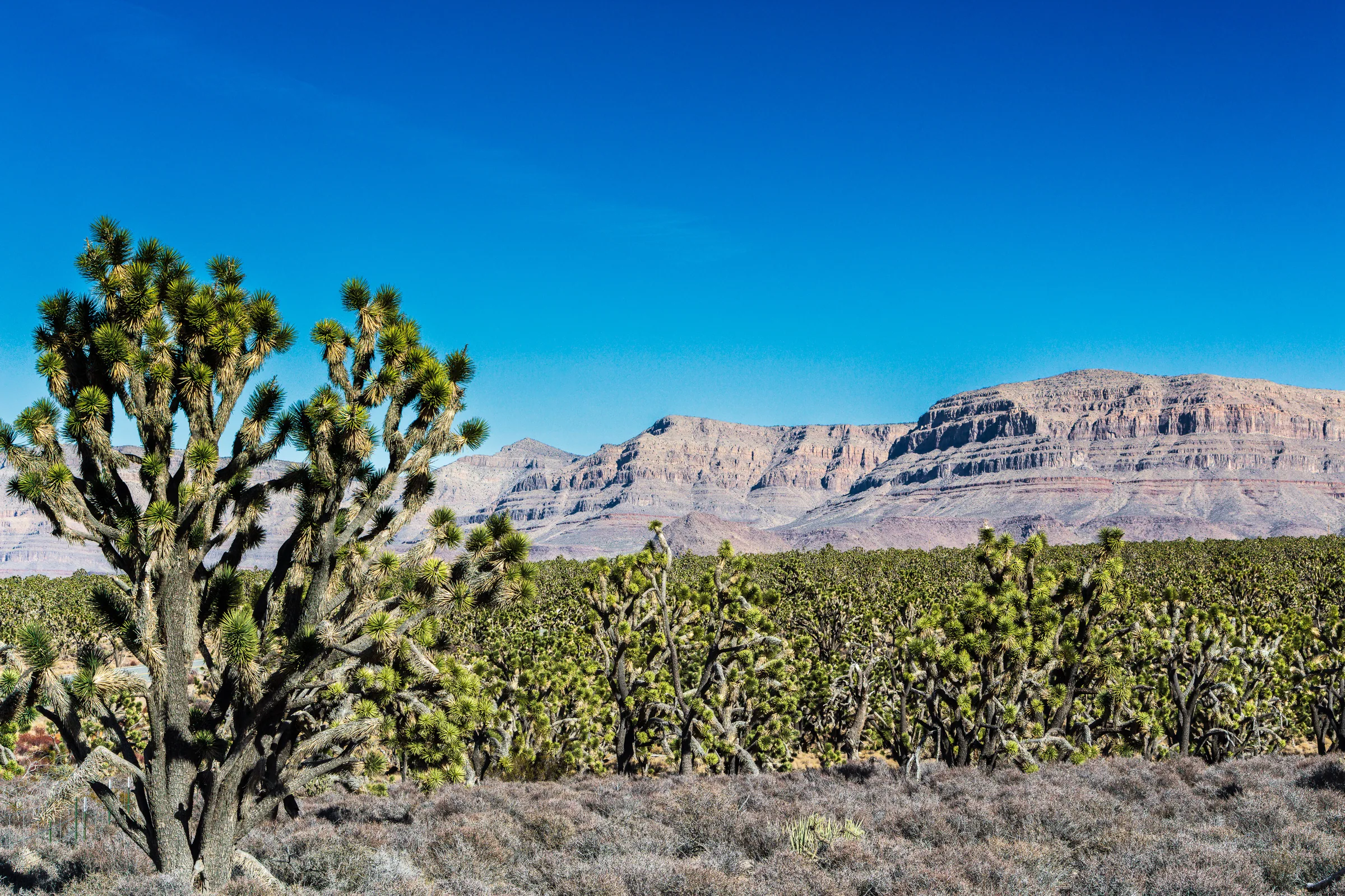 Joshua Tree Forest, Grand Canyon