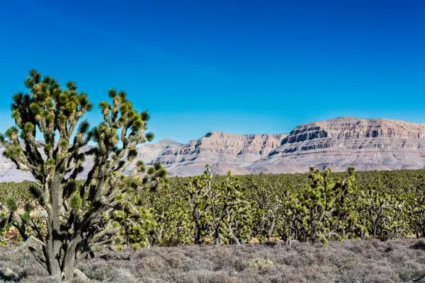 Joshua Tree Forest, Grand Canyon