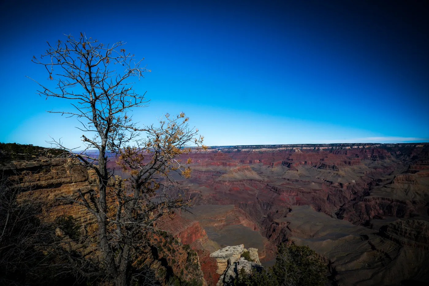 Winter Tree on the Rim, Grand Canyon