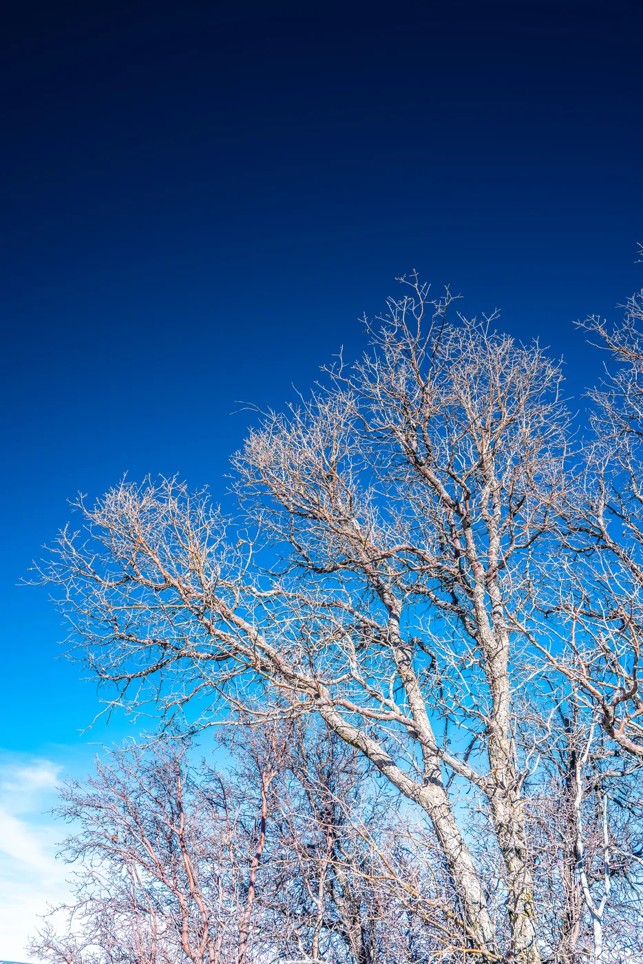 Winter Branches, Grand Canyon