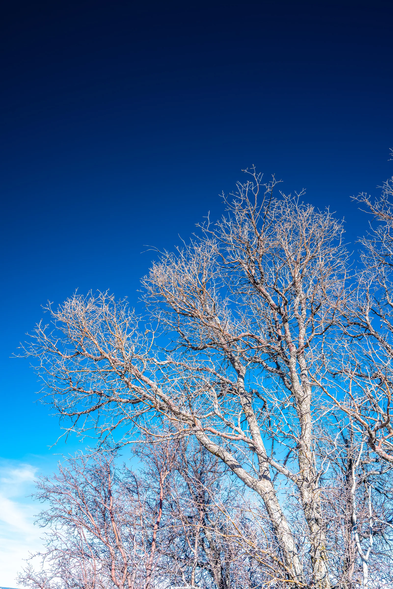 Winter Branches, Grand Canyon