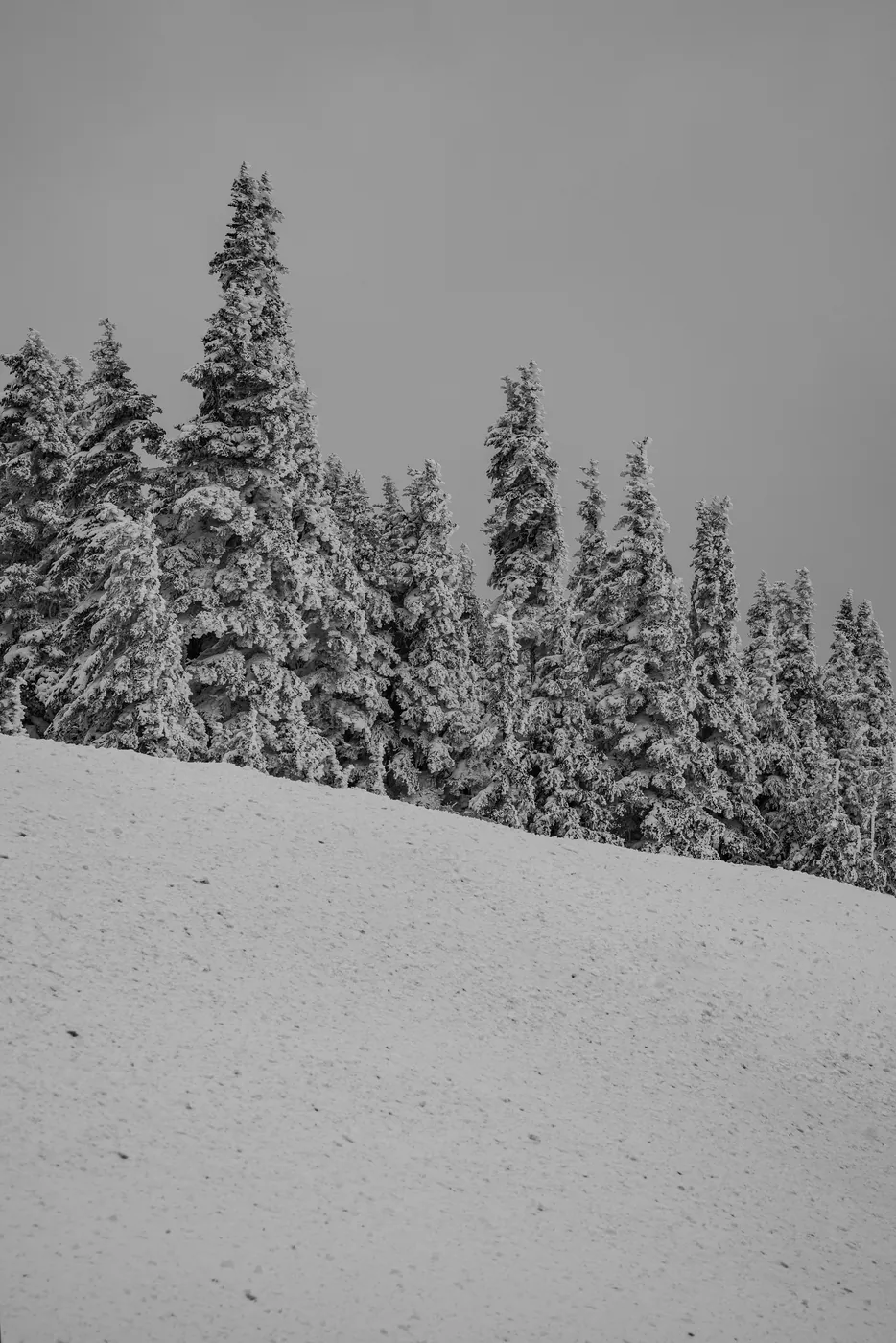 Hurricane Ridge, Olympic
