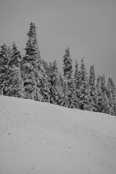 Hurricane Ridge, Olympic