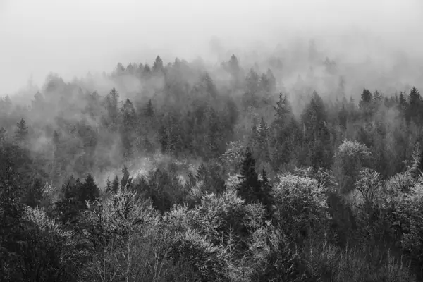 Elwha Valley, Olympic