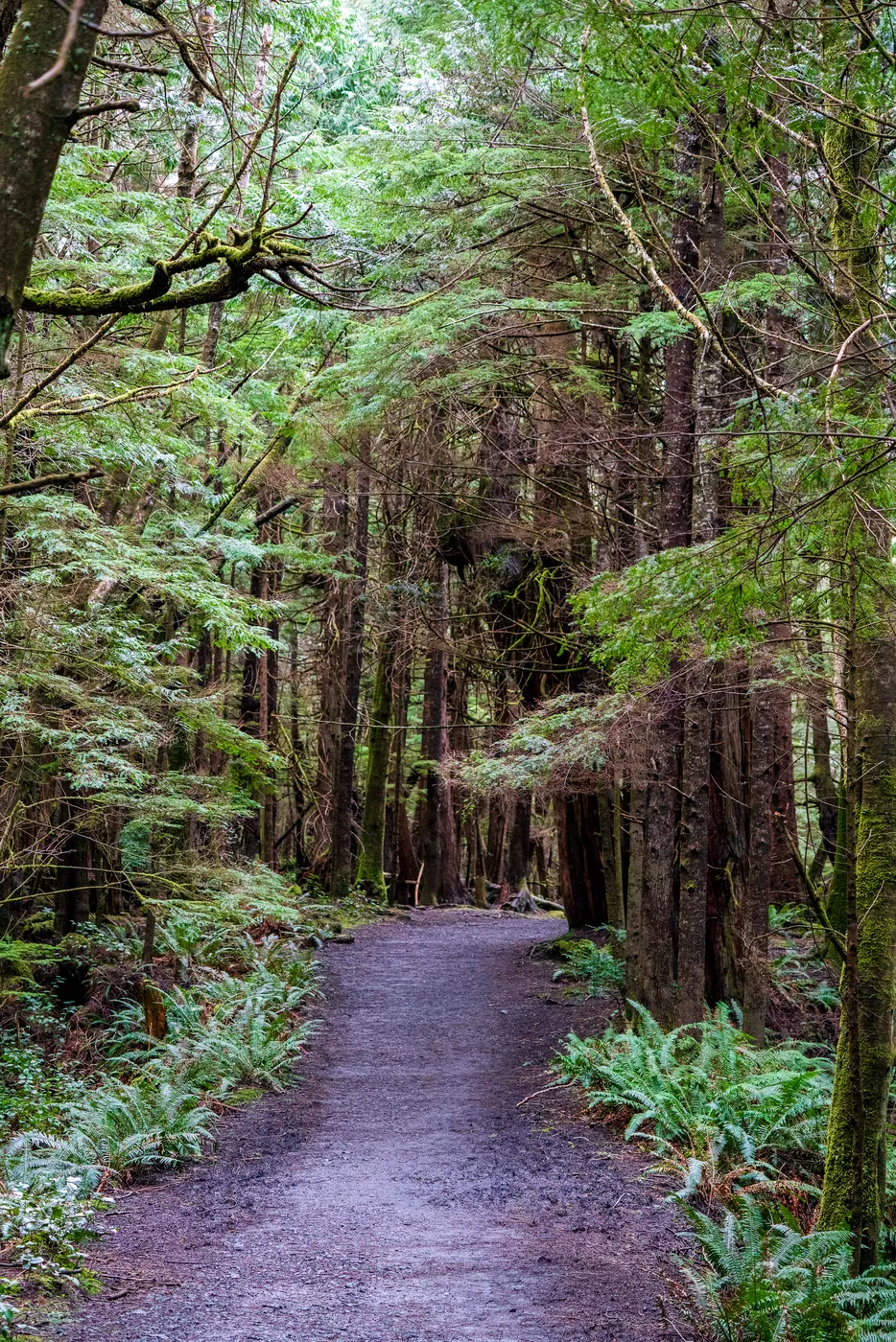 The Rainforest, Olympic