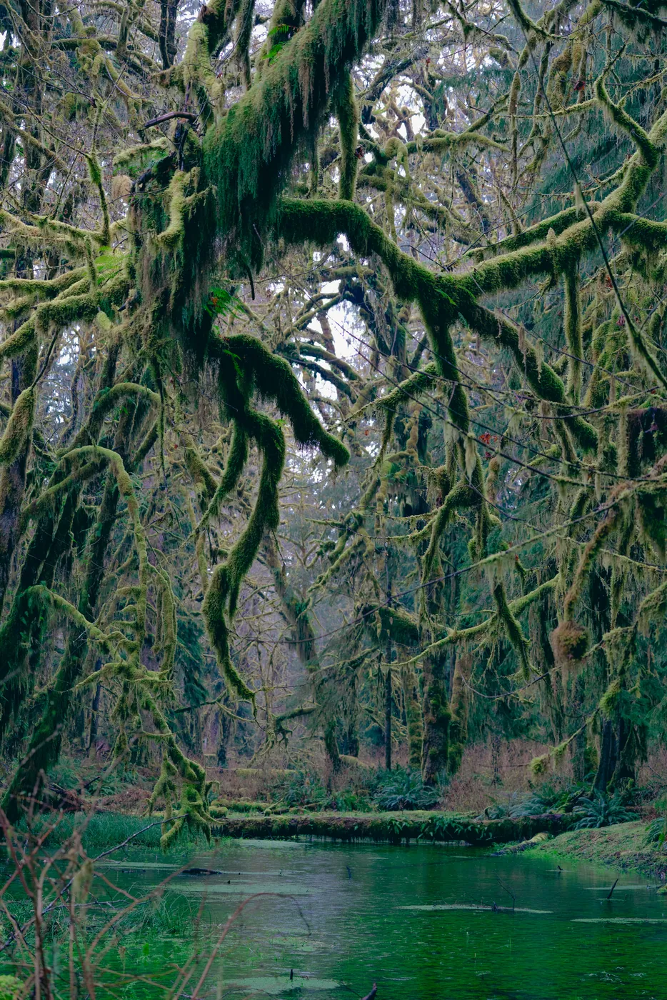 Quinault Rainforest, Olympic