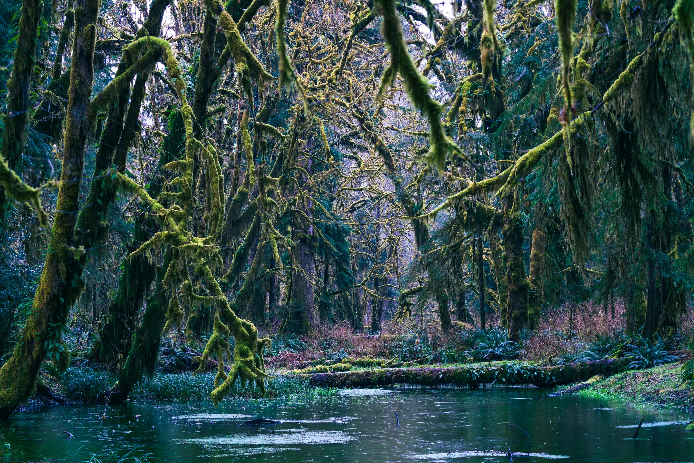 Quinault Rainforest, Olympic