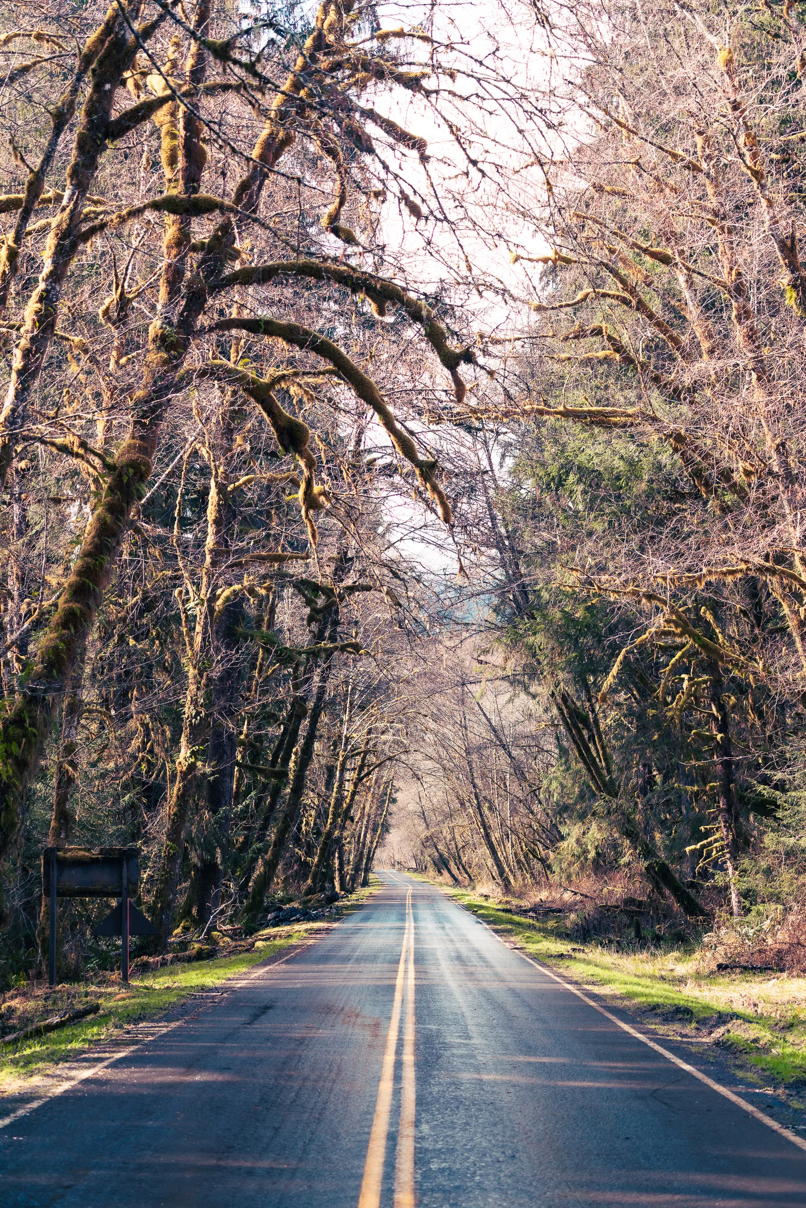 Quinault Rainforest, Olympic
