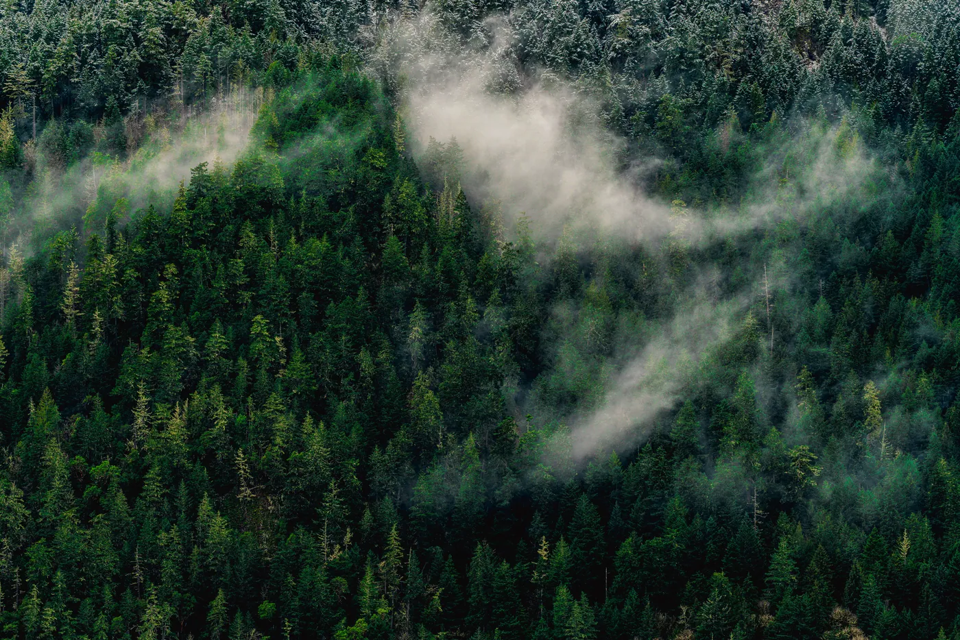 Smoking Forests, Olympic