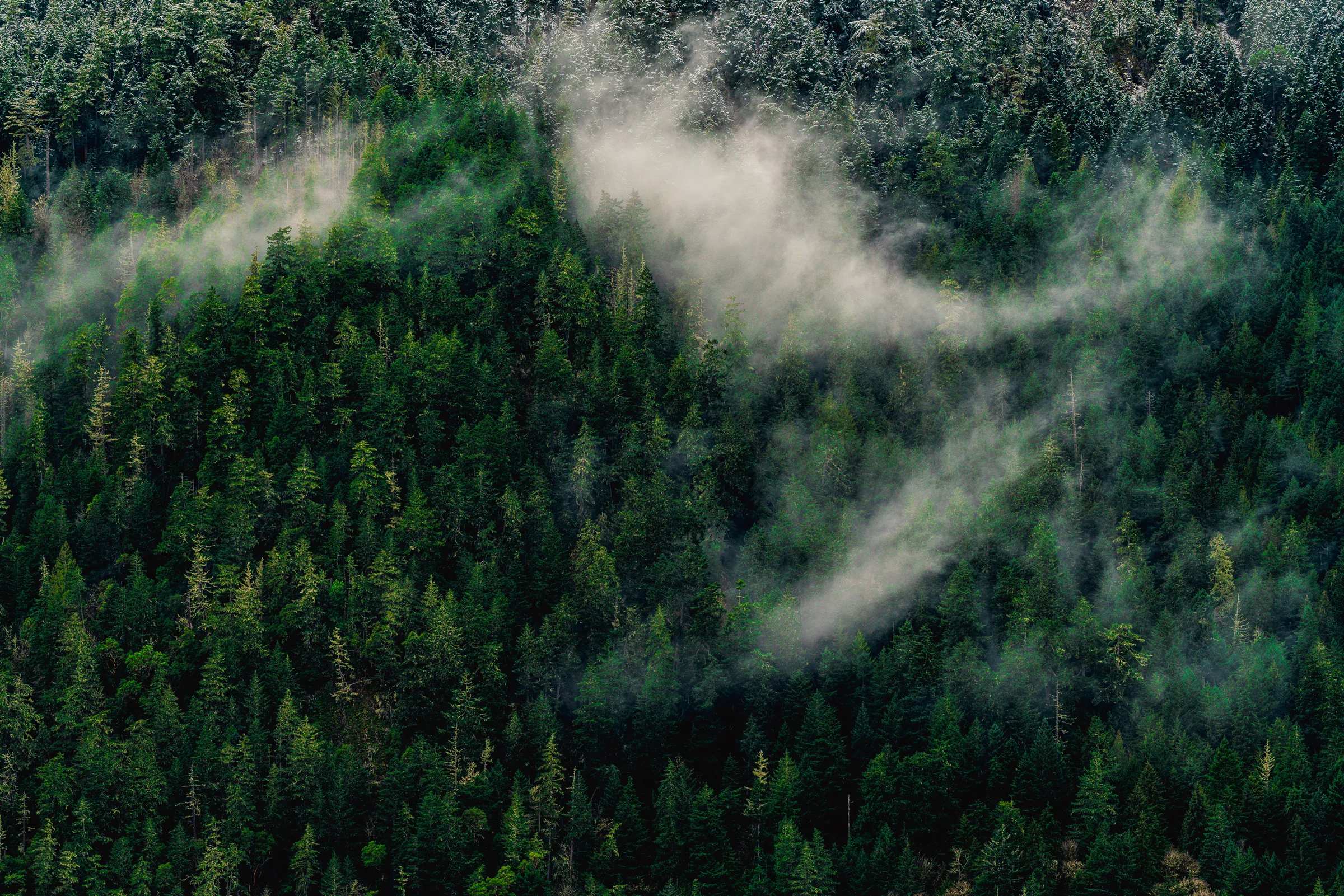 Smoking Forests, Olympic