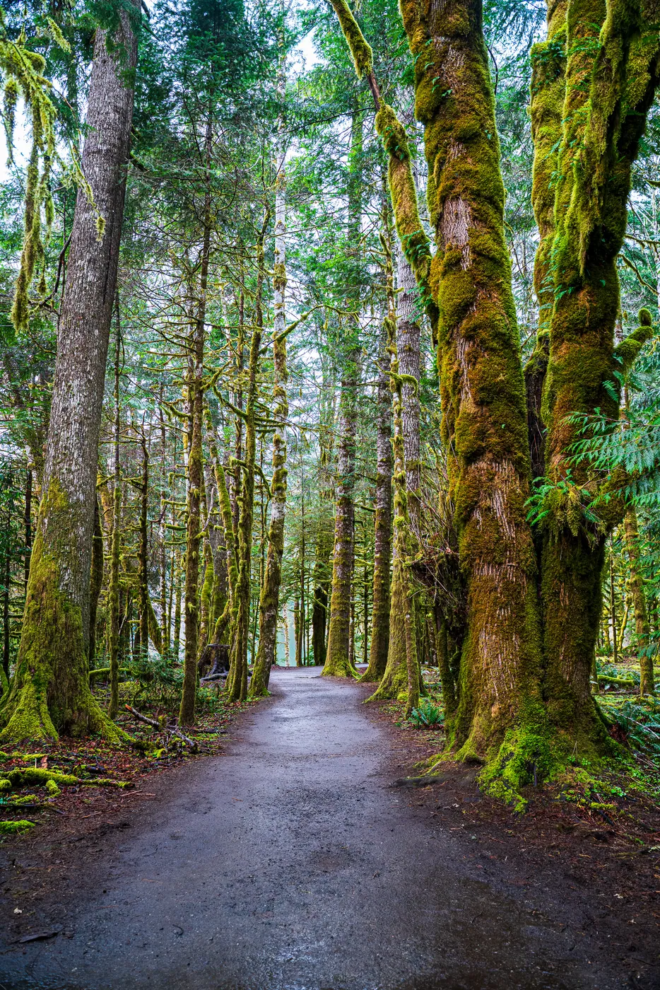 Marymere Falls Trail, Olympic