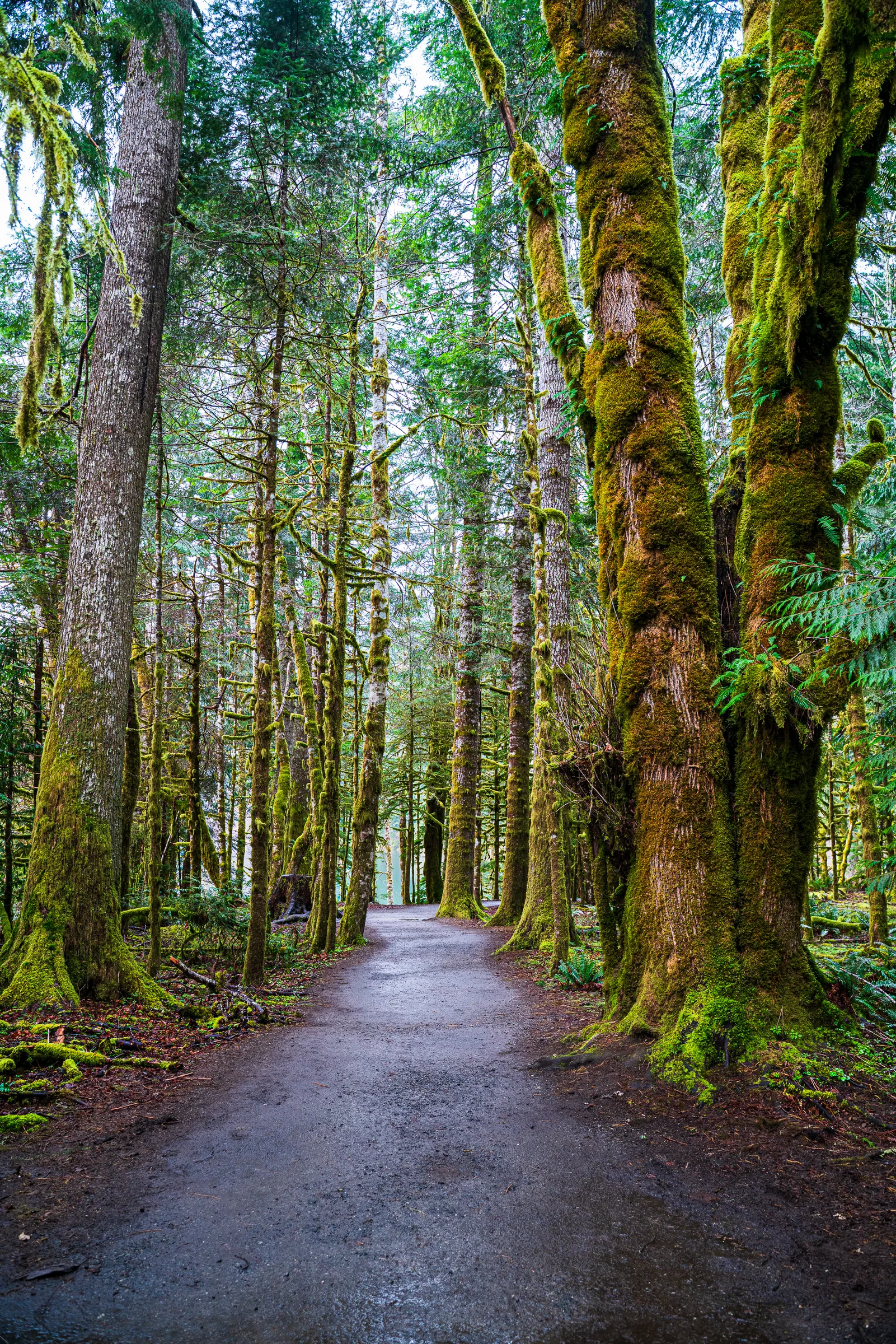 Marymere Falls Trail, Olympic