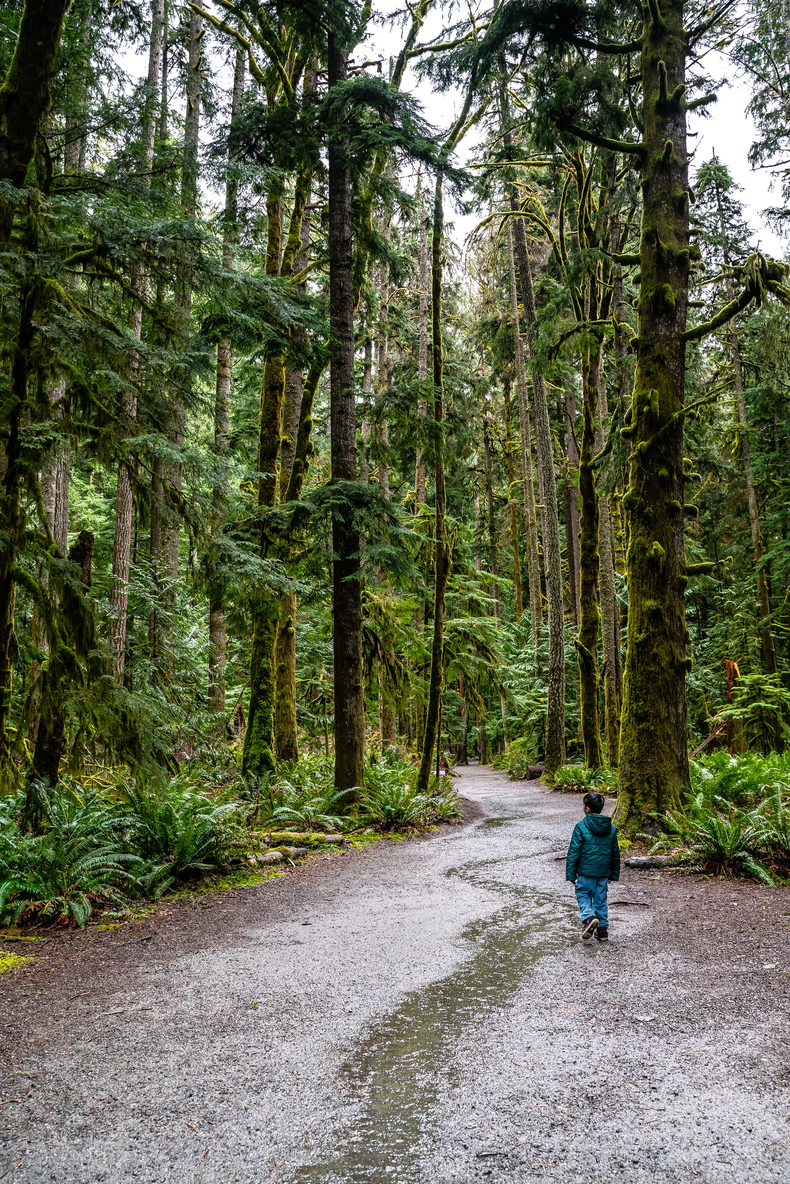 Marymere Falls Trail, Olympic