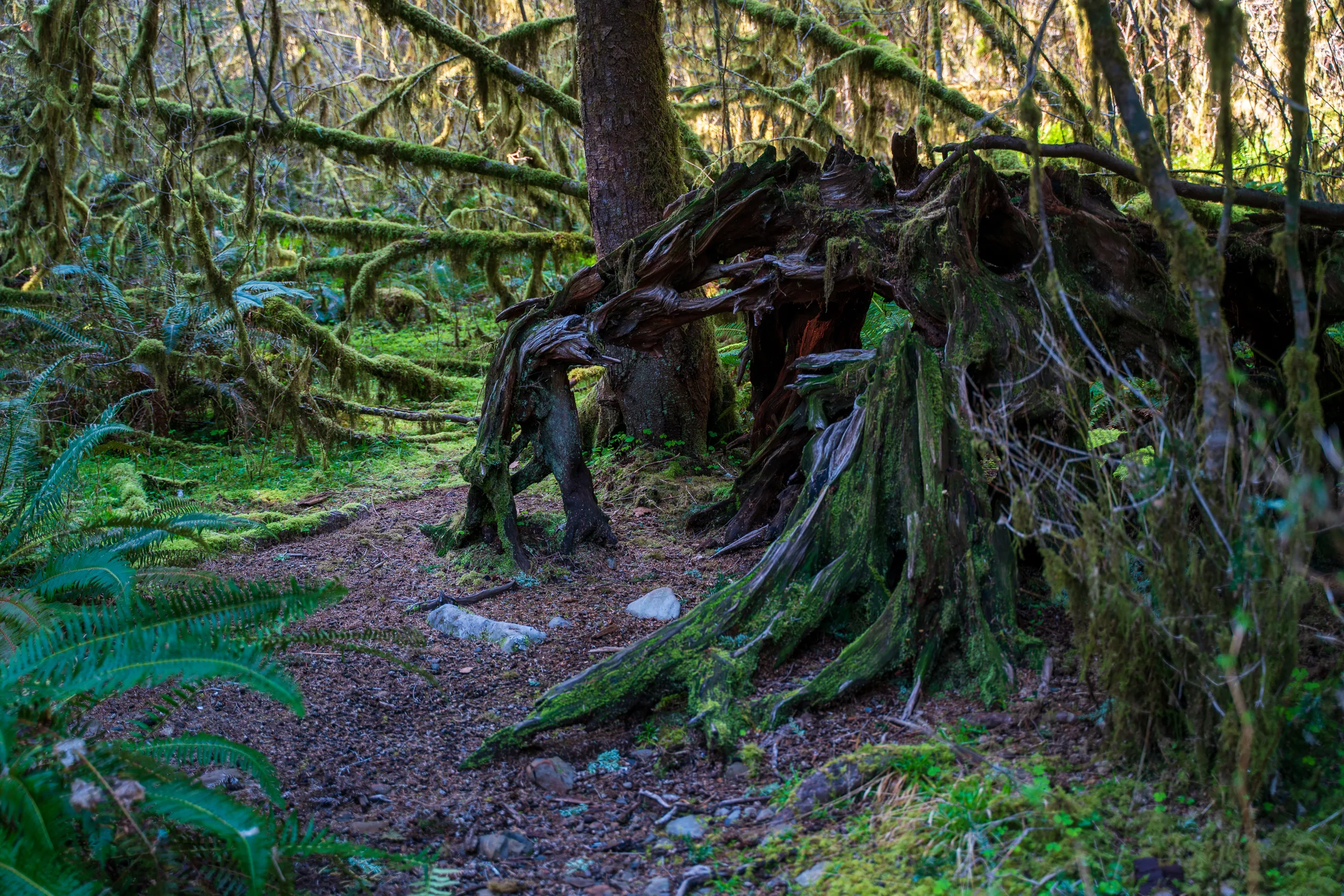 Hoh Rainforest, Olympic