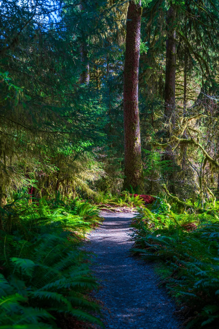 Hoh Rainforest, Olympic