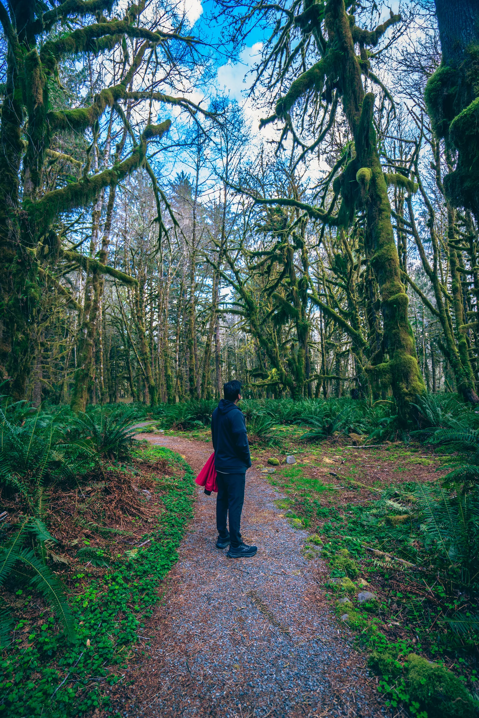 Quinault Rainforest, Olympic