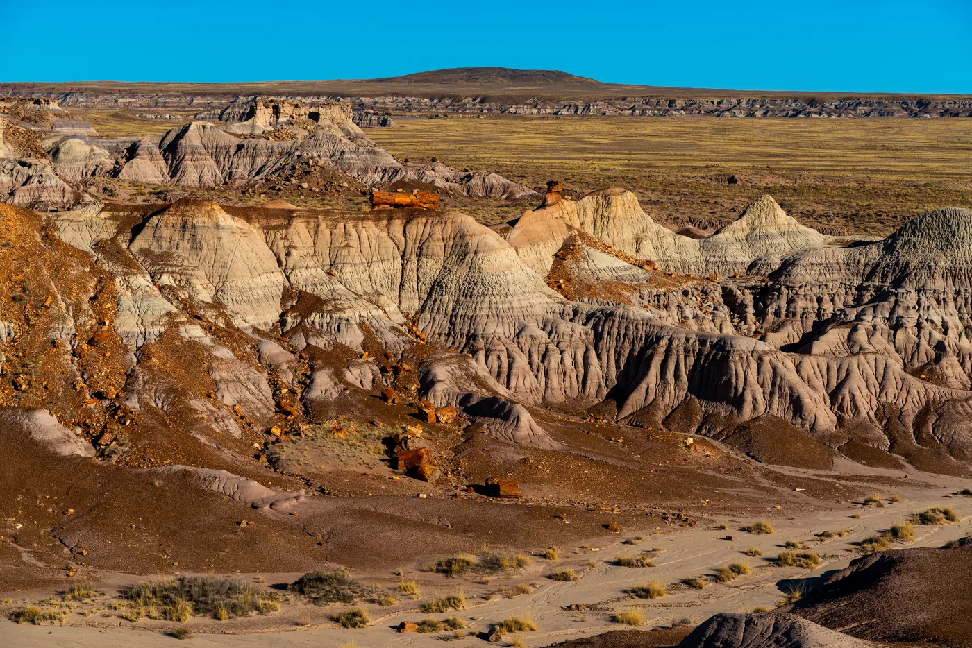 Logs in the Badlands, Petrified Forest