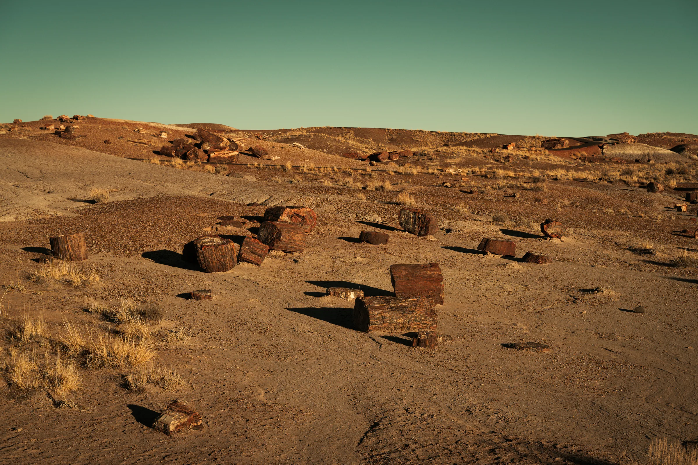 Fallen Giants, Petrified Forest