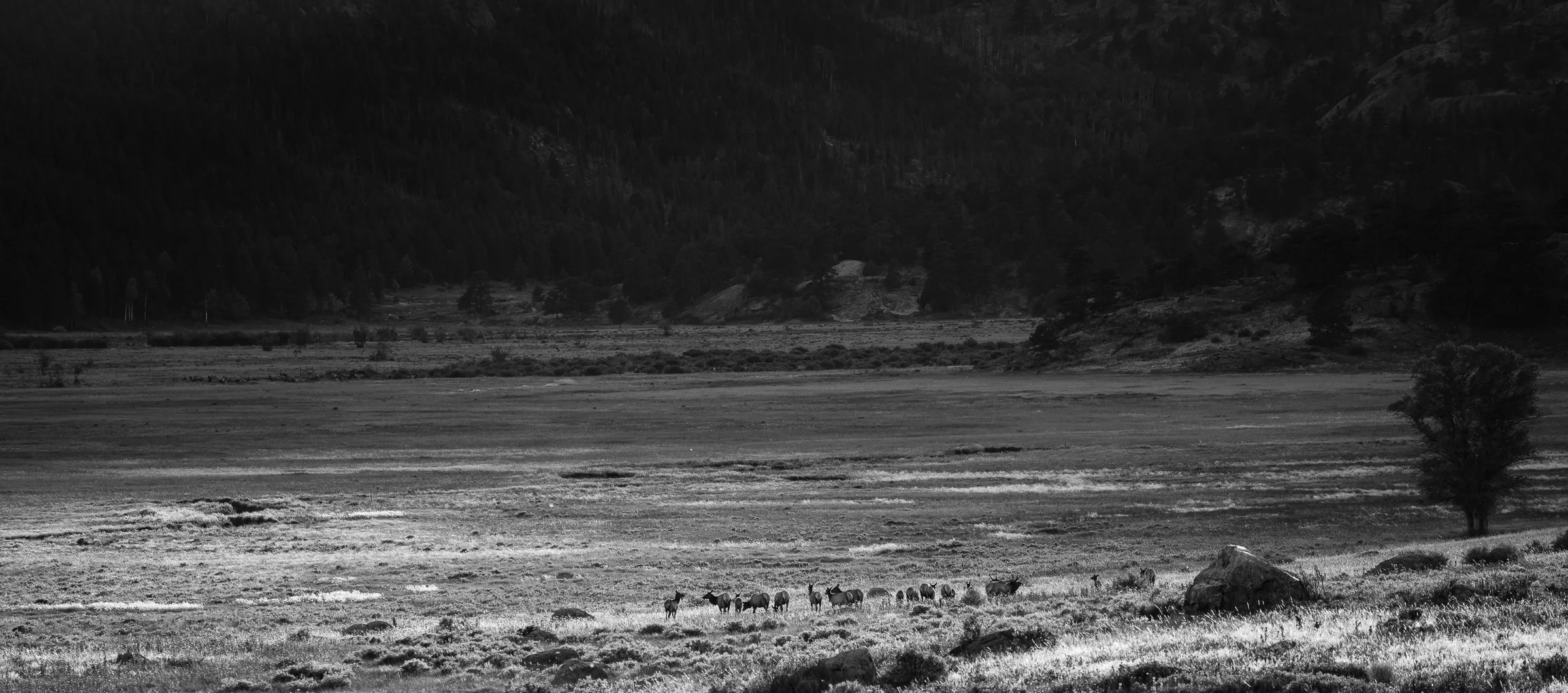 Elk Rutt, Rocky Mountain