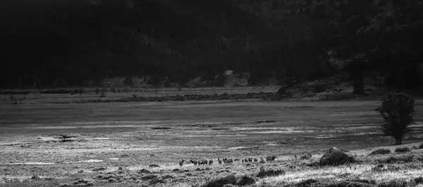Elk Rutt, Rocky Mountain