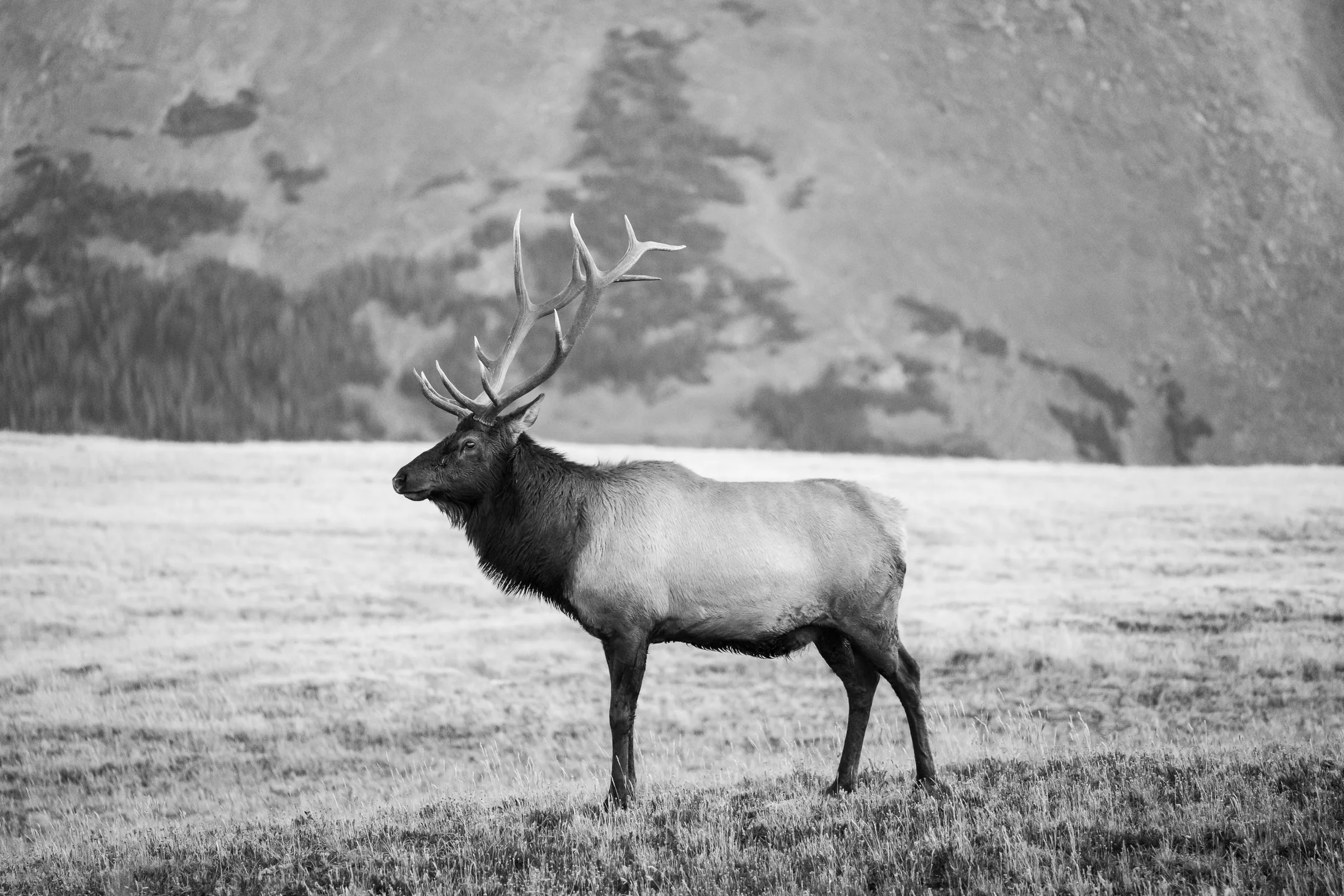 Elk, Rocky Mountain