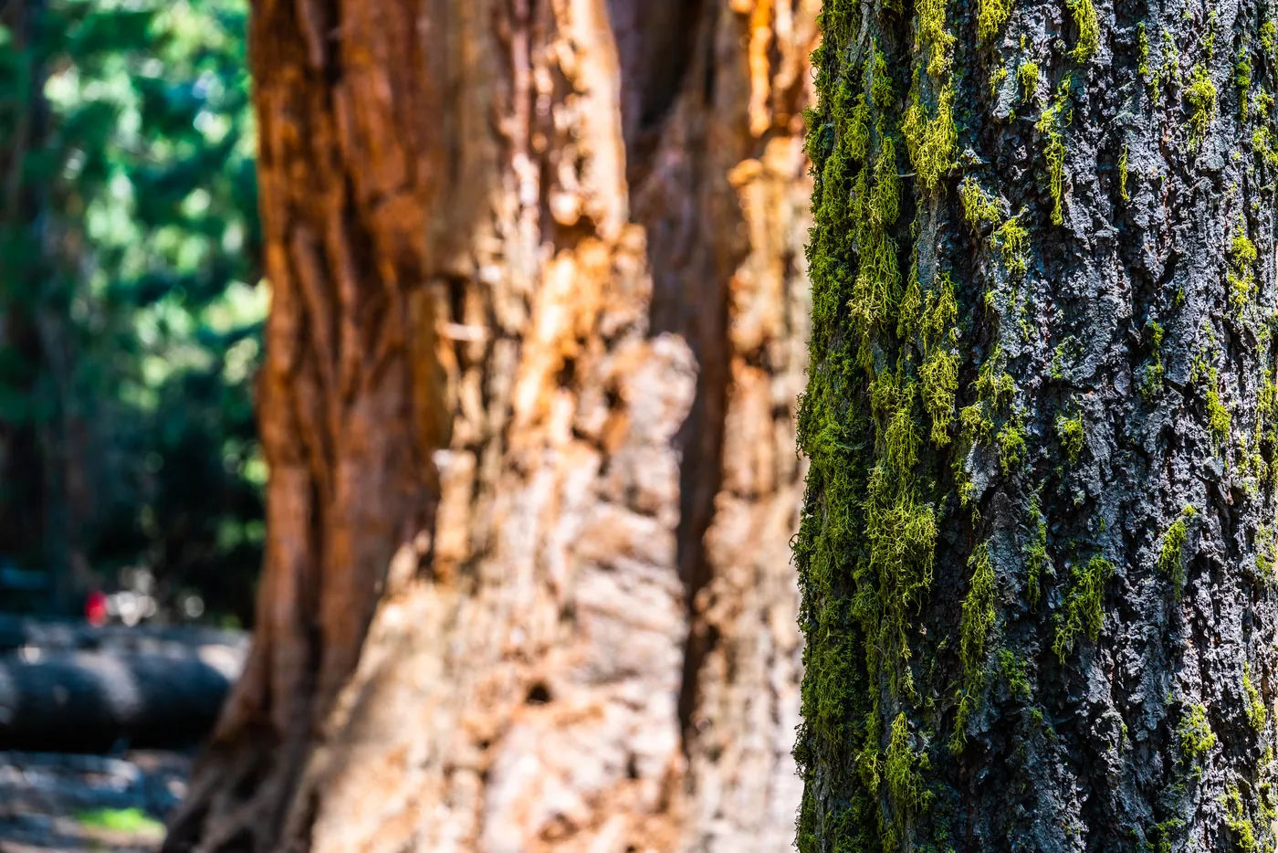 Bark and Moss, Sequoia