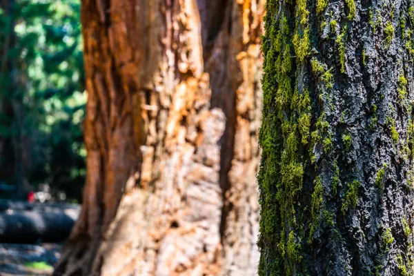 Bark and Moss, Sequoia