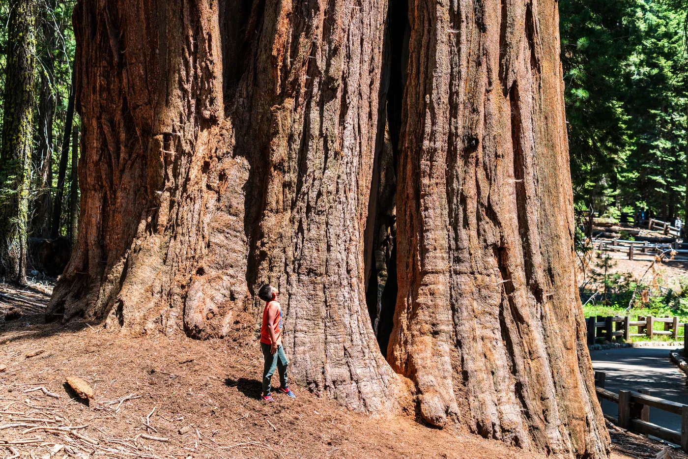 A Sense of Scale, Sequoia