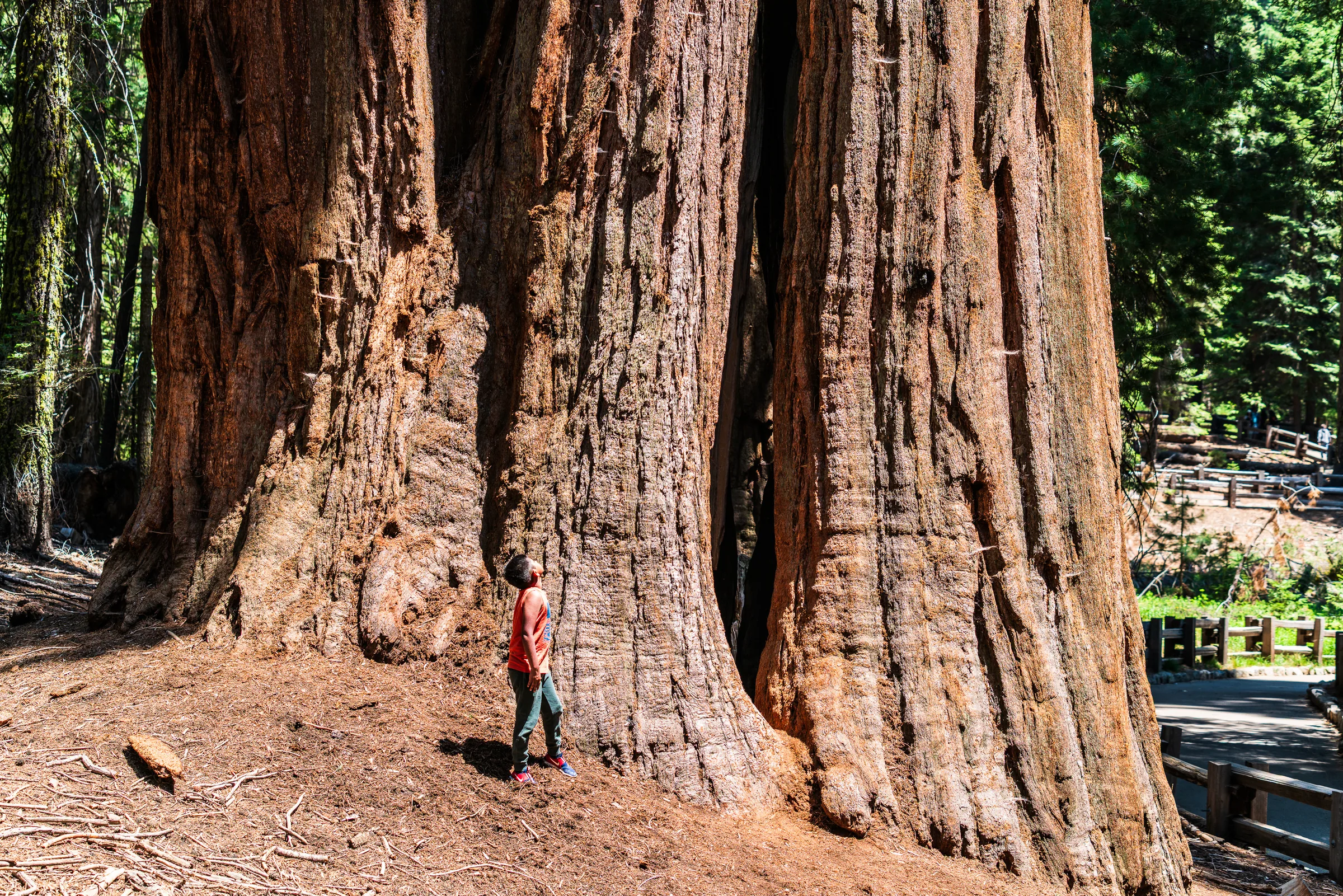 A Sense of Scale, Sequoia