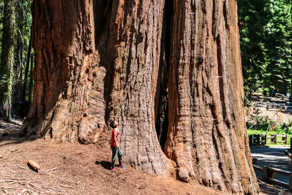 A Sense of Scale, Sequoia