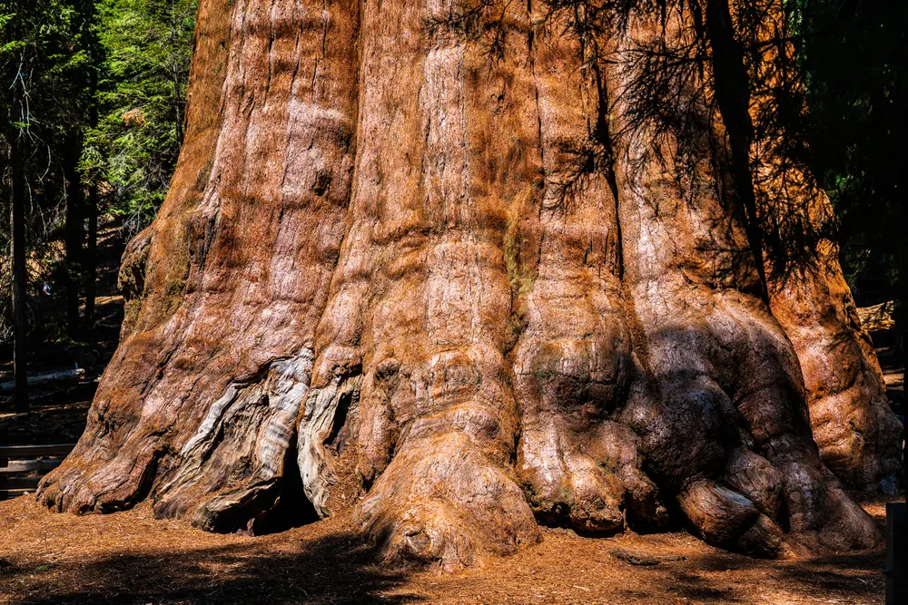 General Sherman, Sequoia
