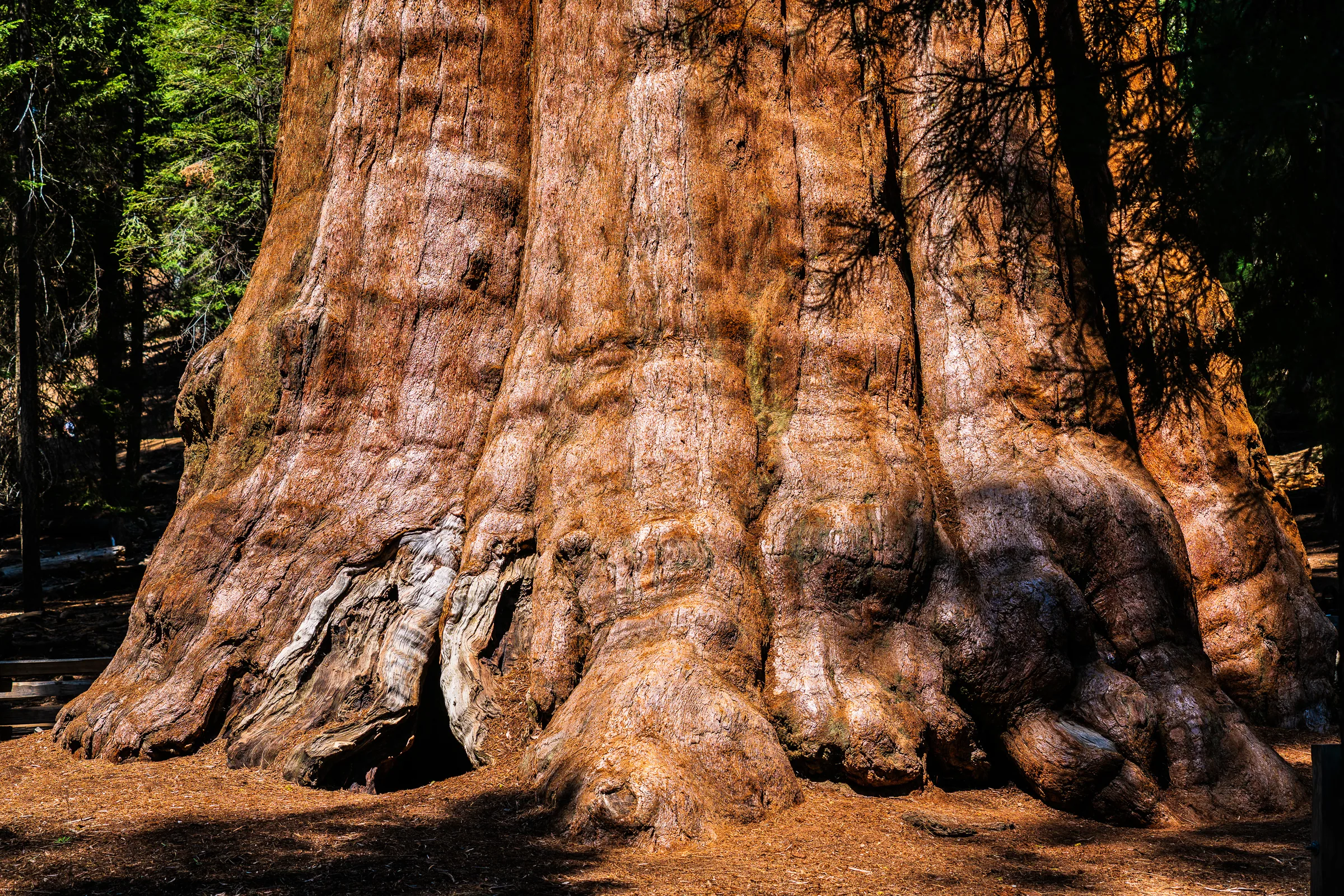 General Sherman, Sequoia
