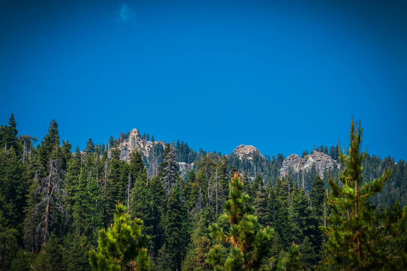 Granite Above the Forest, Sequoia