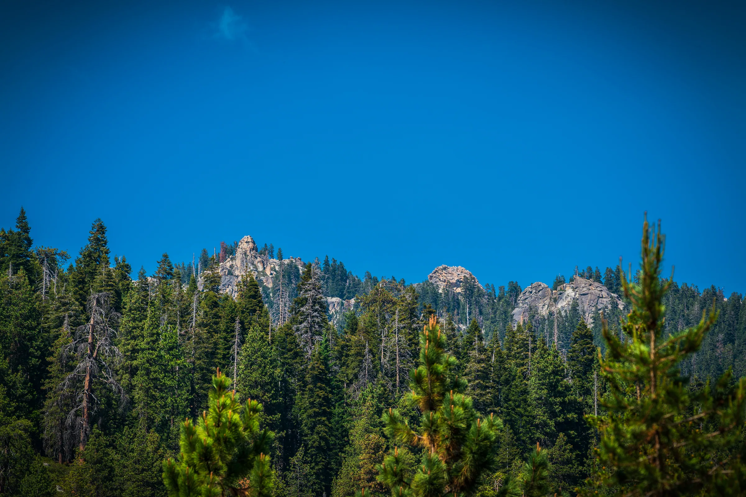 Granite Above the Forest, Sequoia