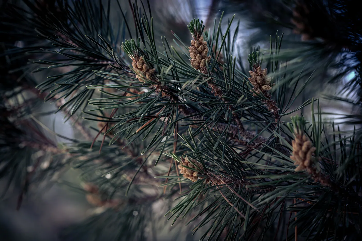 Pine Cones, Sequoia