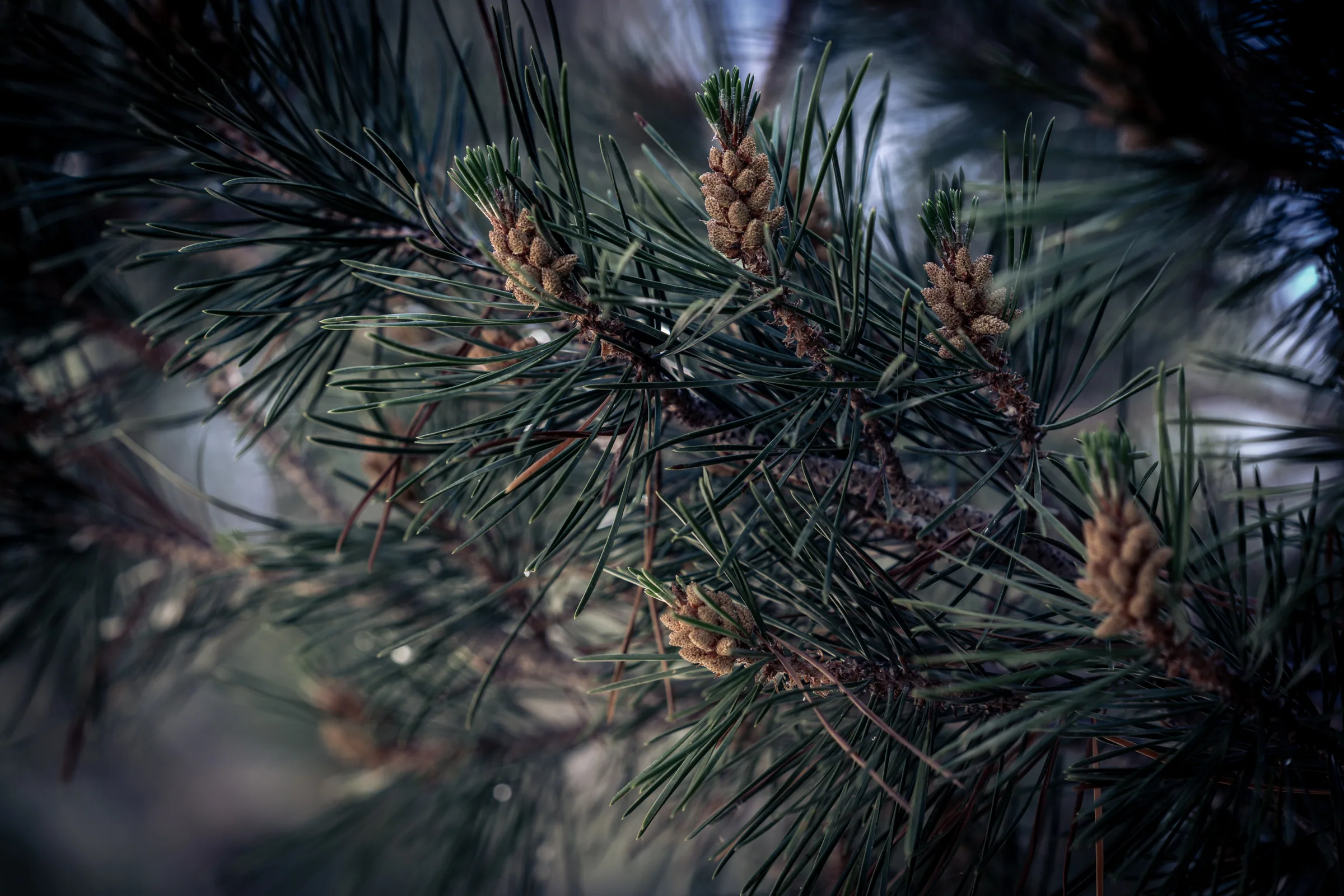 Pine Cones, Sequoia
