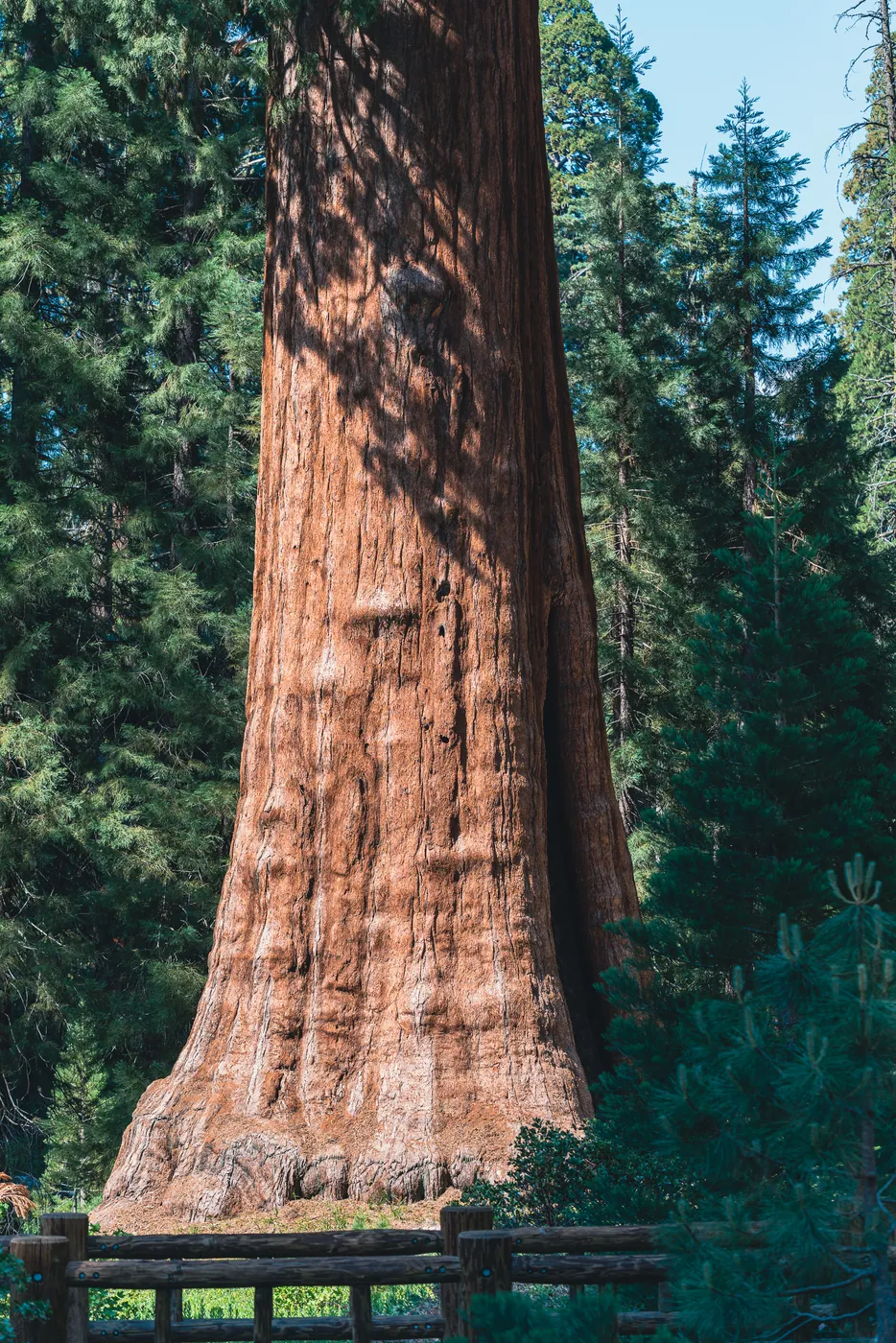 Among the Giants, Sequoia