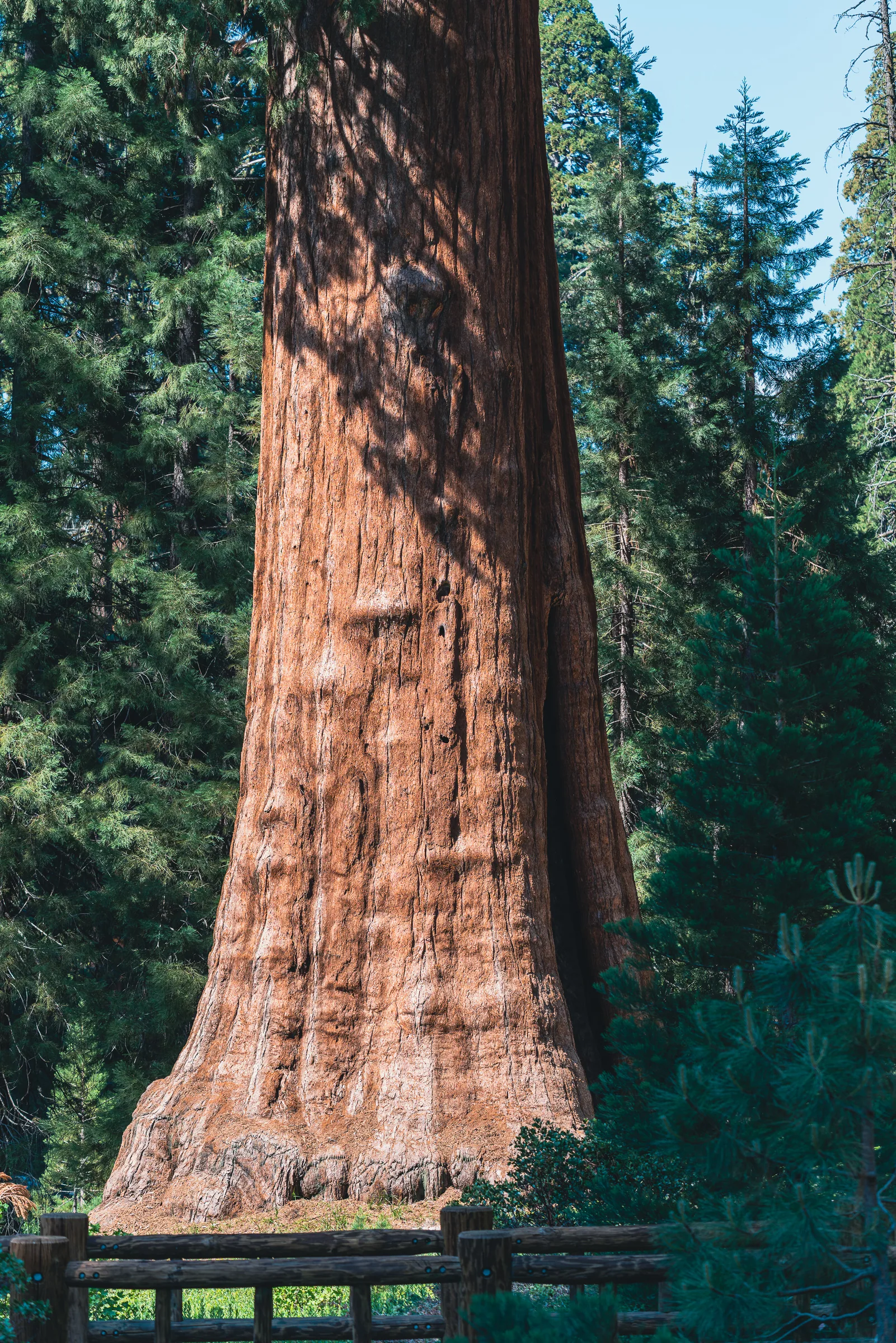 Among the Giants, Sequoia