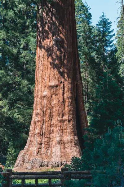 Among the Giants, Sequoia