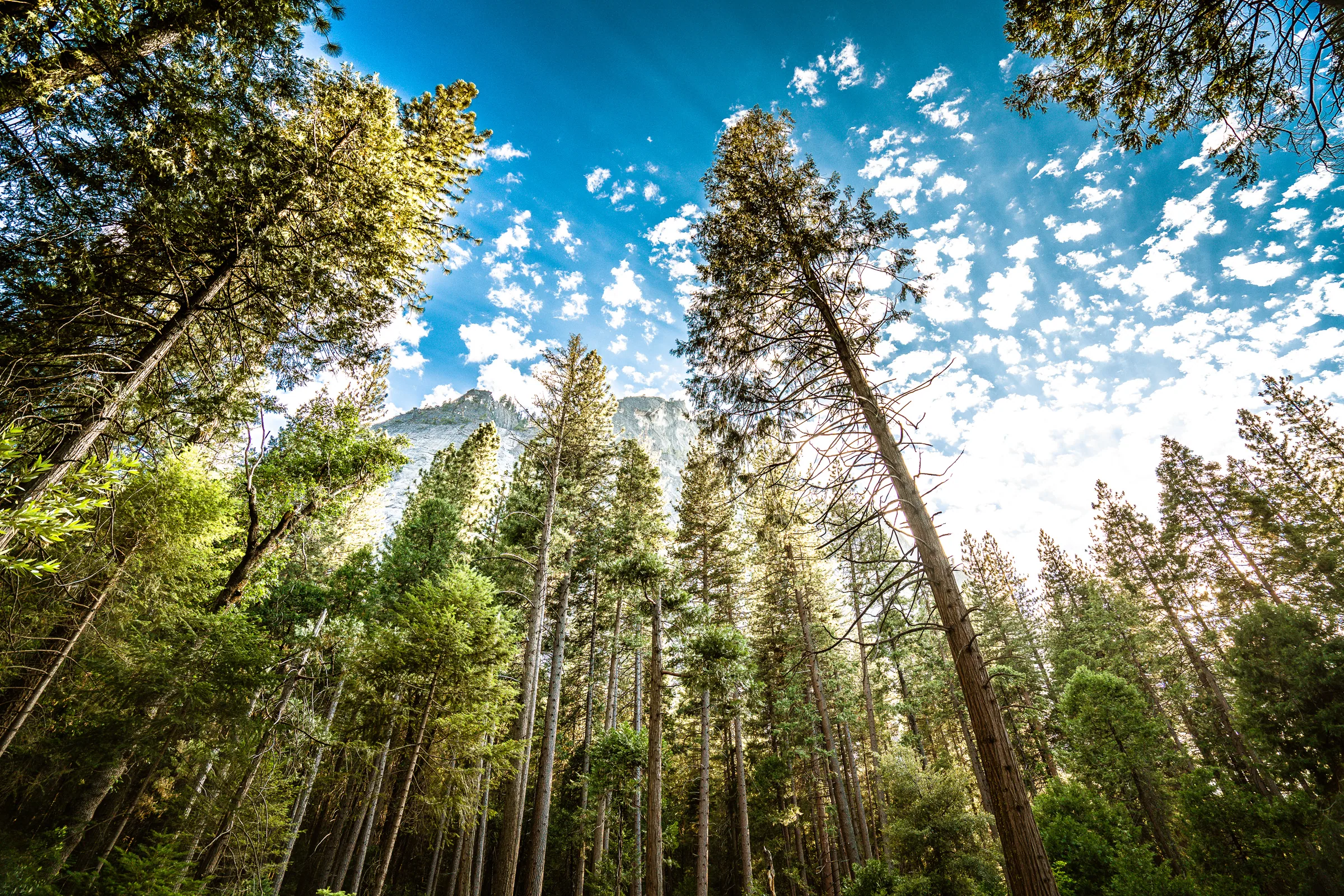 Into the Canopy, Yosemite