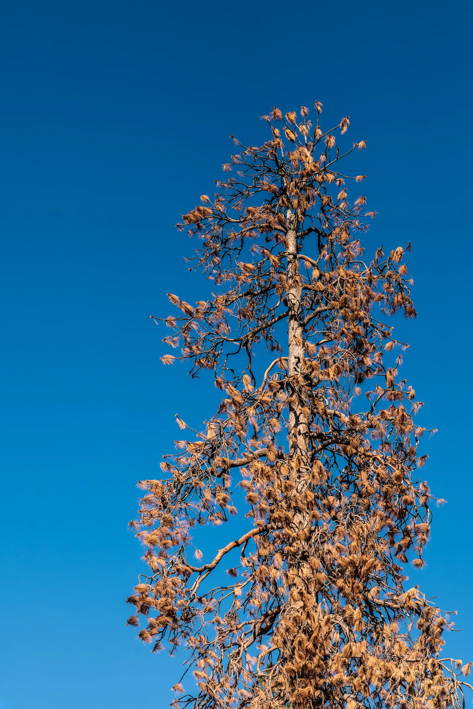 Rust and Blue, Yosemite