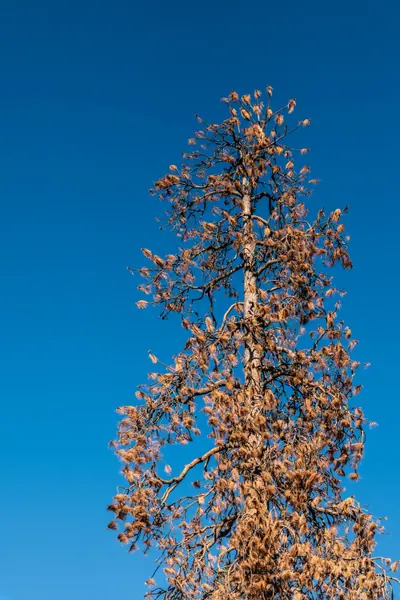 Rust and Blue, Yosemite